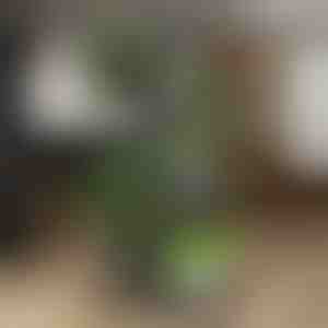 Taimede poti statiiv | POTSTAGE