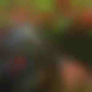 Puude oksakäärid | TREESNIP