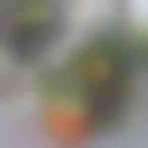 Külmkapi korralduskarp | FRESHDISH