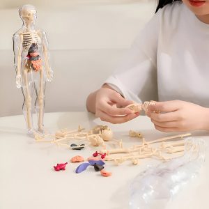 Inimese anatoomiamudel - 16 eemaldatavat elundit ja luud | FLESHTOPIA
